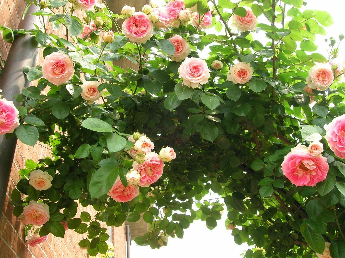 B&B Anna Moncalieri Dış mekan fotoğraf